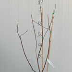 Franklinia alatamaha cm. 80/100