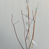 Franklinia alatamaha cm. 80/100