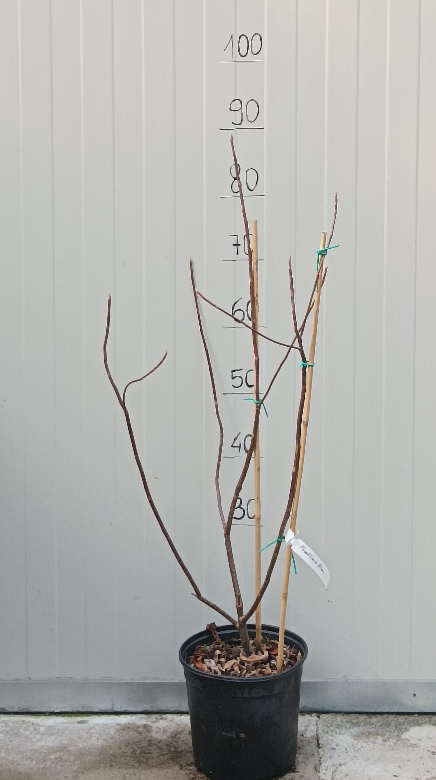 Franklinia alatamaha cm. 80/100