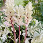 Acanthus Whitewater vaso 19