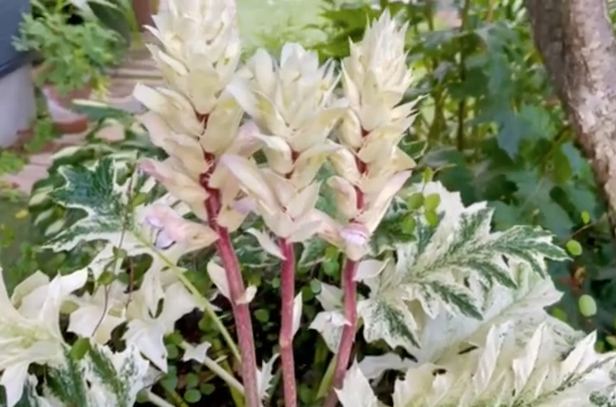 Acanthus Whitewater vaso 19