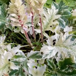 Acanthus Whitewater vaso 19