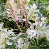 Acanthus Whitewater vaso 19