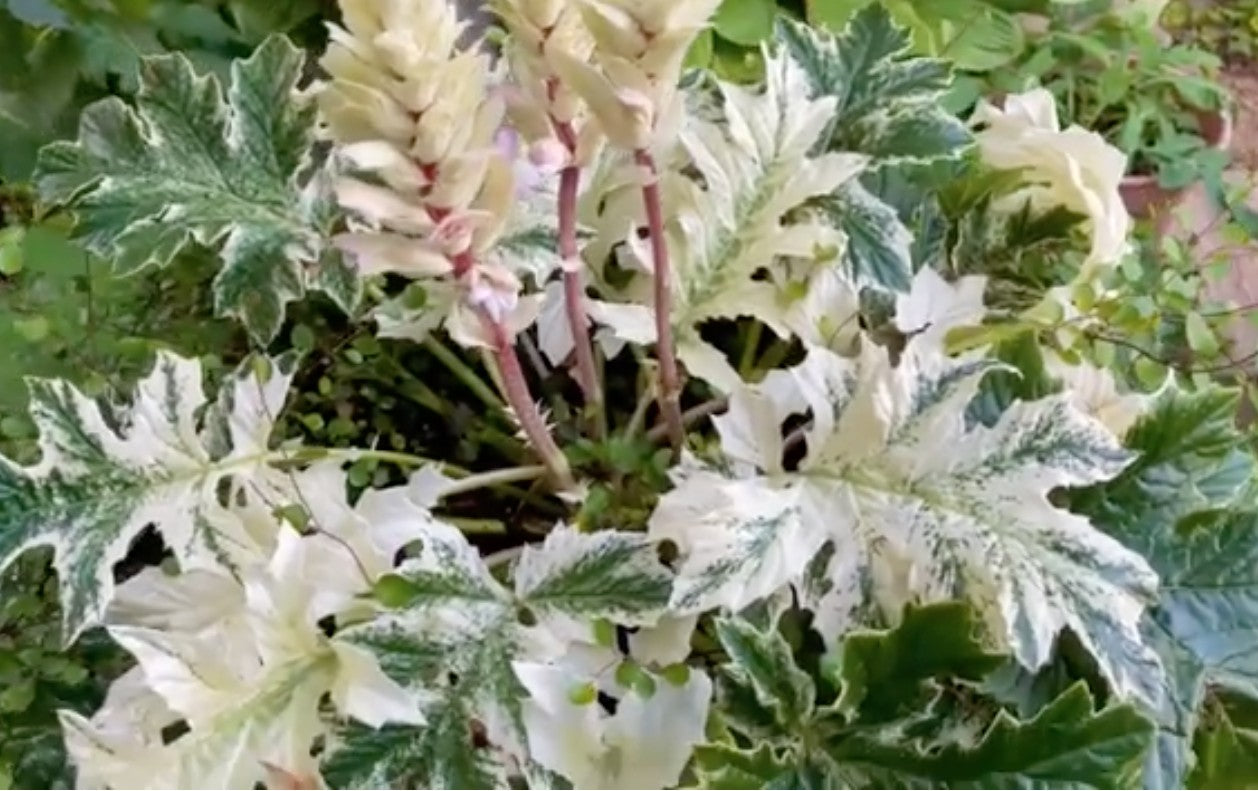 Acanthus Whitewater vaso 19