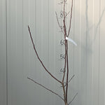 Malus New York vaso  4 lt.