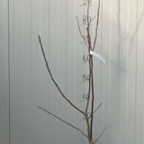 Malus New York vaso  4 lt.