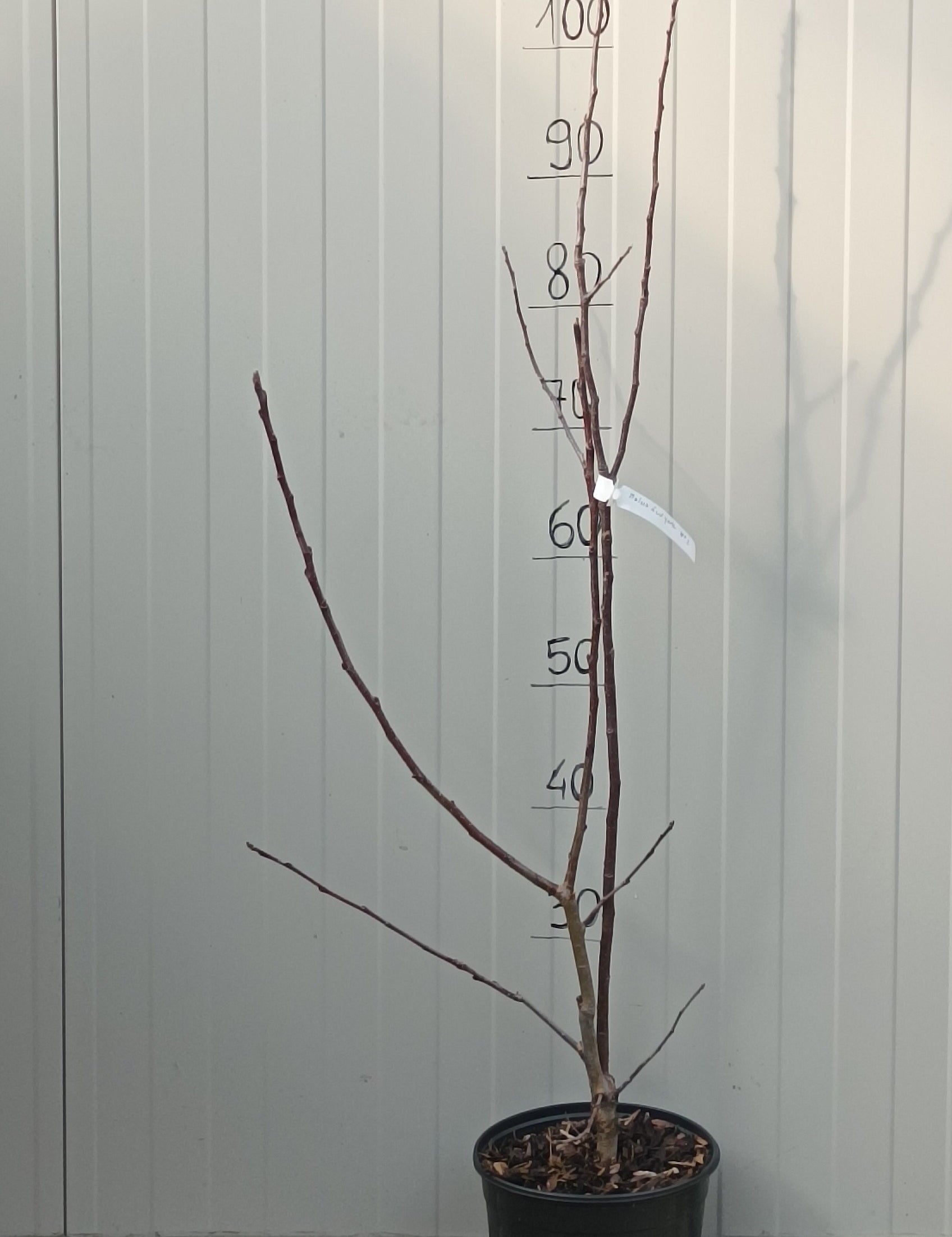 Malus New York vaso  4 lt.