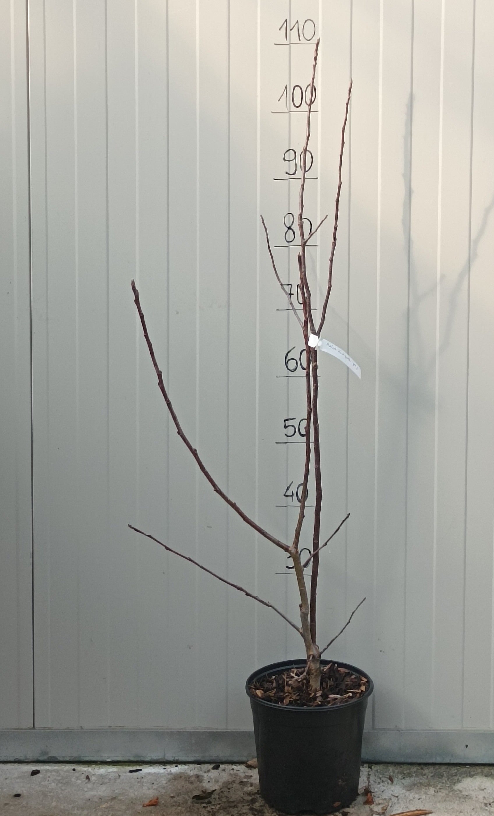 Malus New York vaso  4 lt.