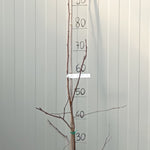 Malus Hillieri vaso 19