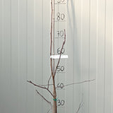 Malus Hillieri vaso 19