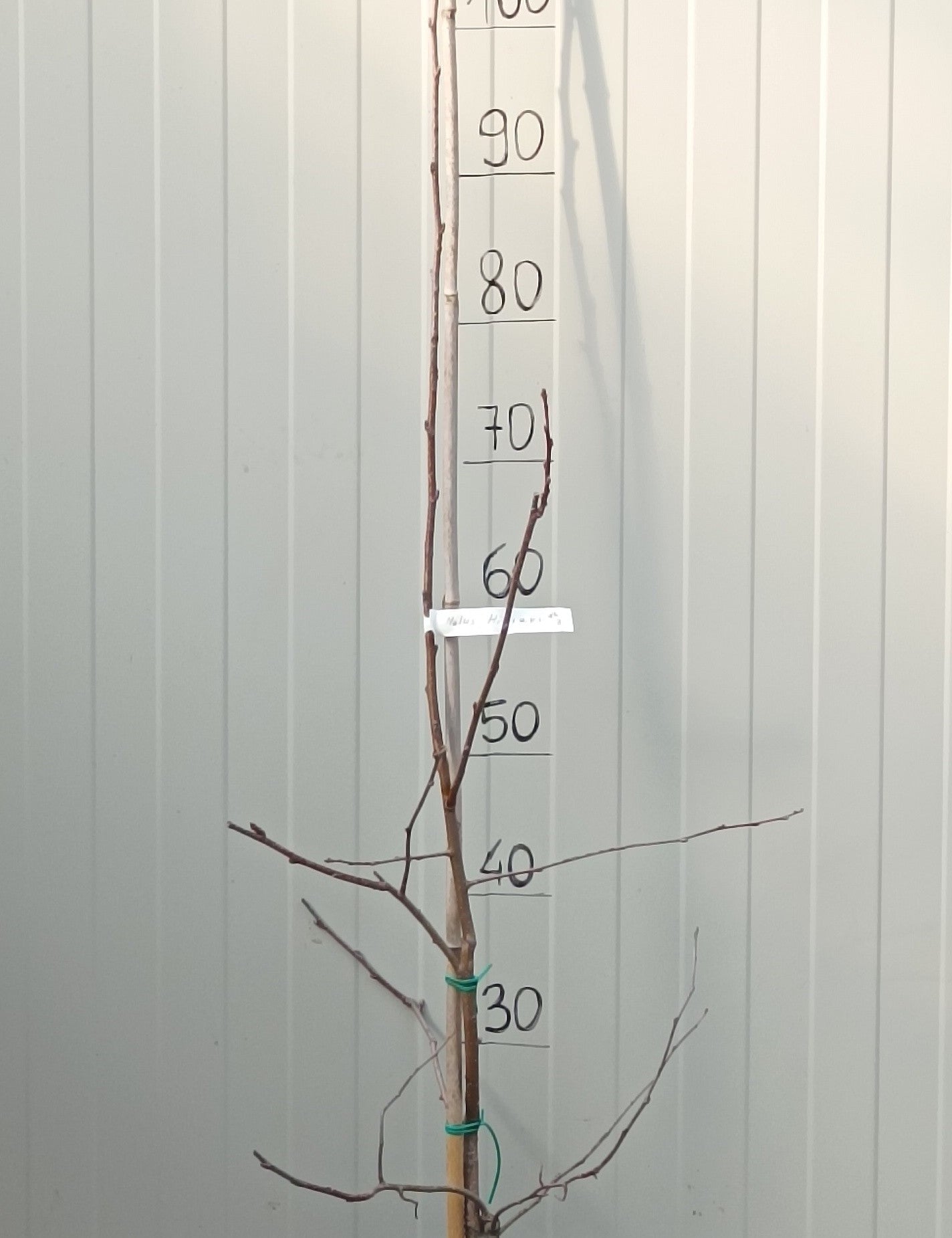 Malus Hillieri vaso 19
