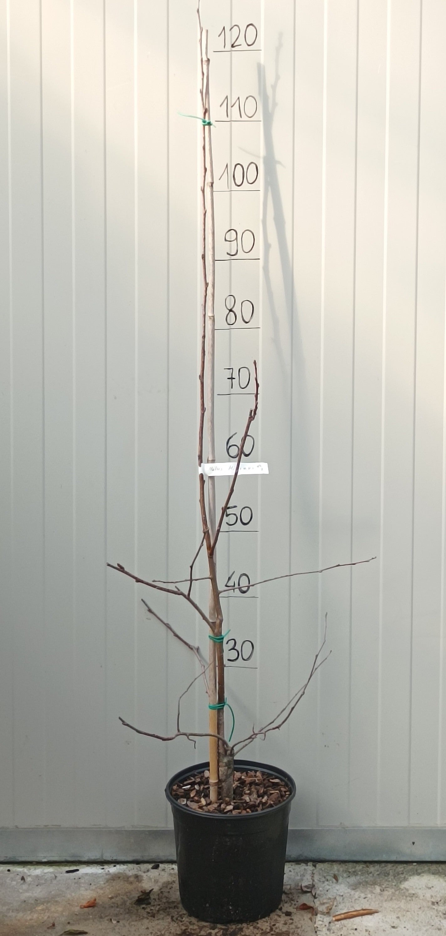 Malus Hillieri vaso 19