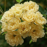 Rosa Banksiae Lutea plena