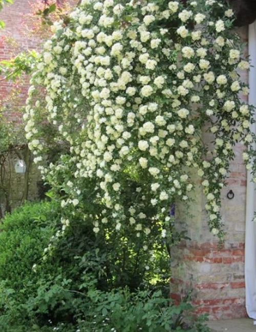 Rosa Banksiae Purezza