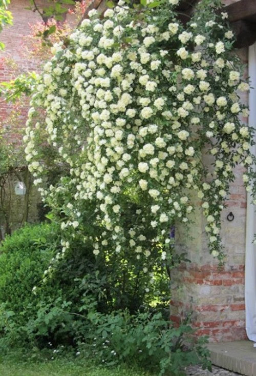 Rosa Banksiae Purezza