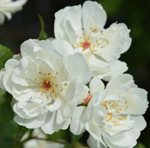Rosa Banksiae Purezza
