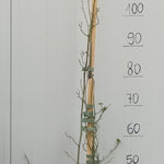 Rosa Banksiae Purezza