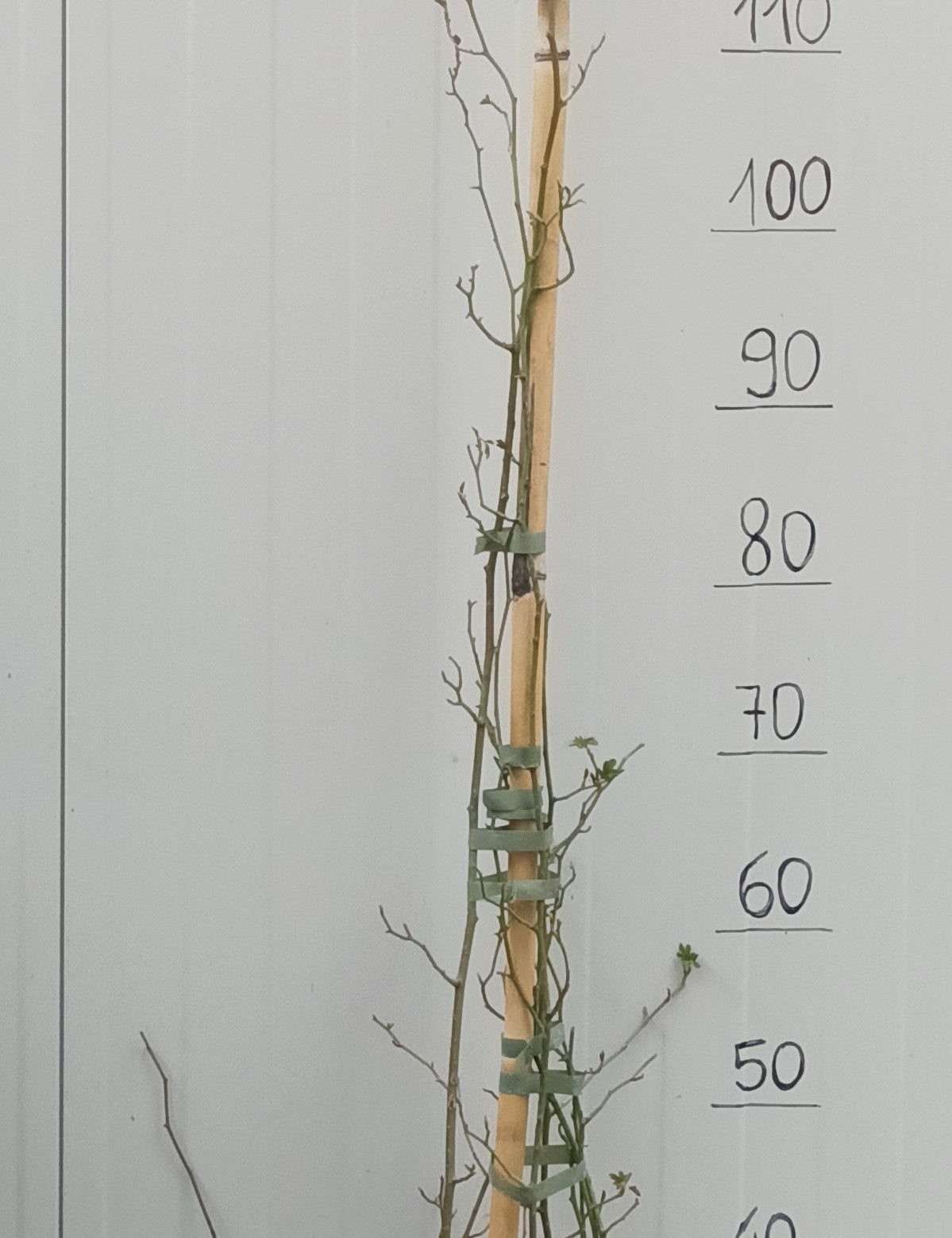 Rosa Banksiae Purezza