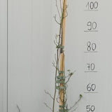 Rosa Banksiae Purezza