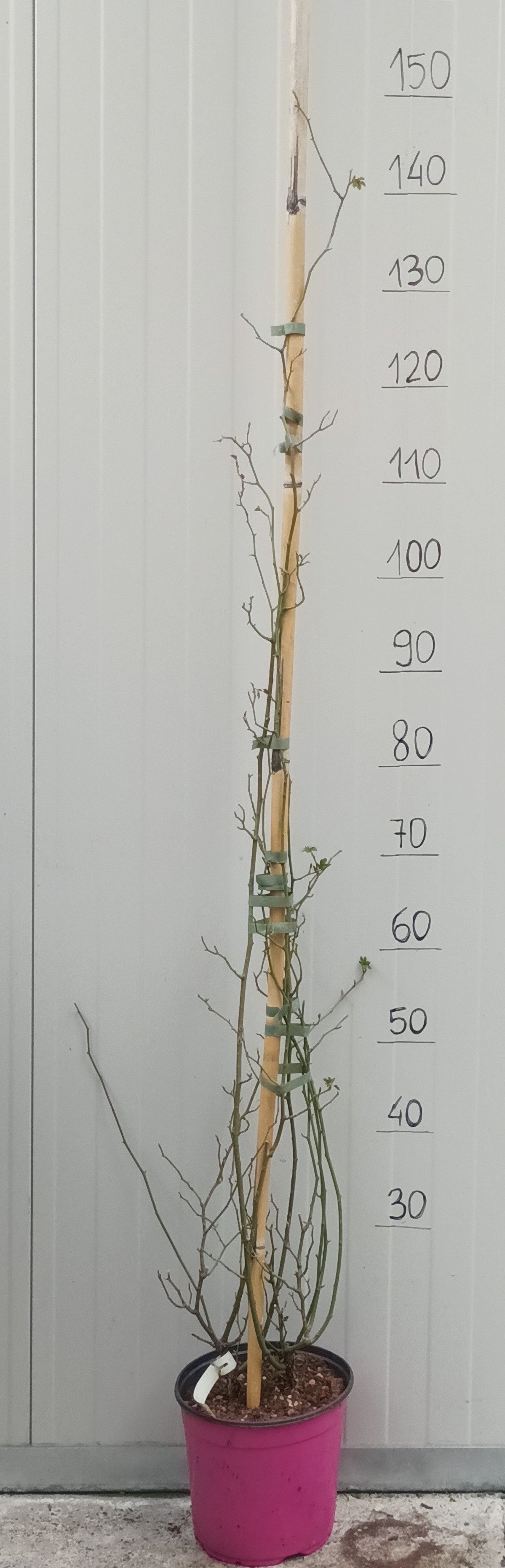 Rosa Banksiae Purezza