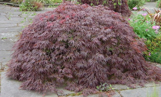 Acer Palmatum Dissectum ornatum