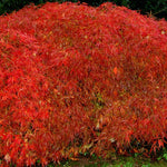 Acer Palmatum Dissectum ornatum