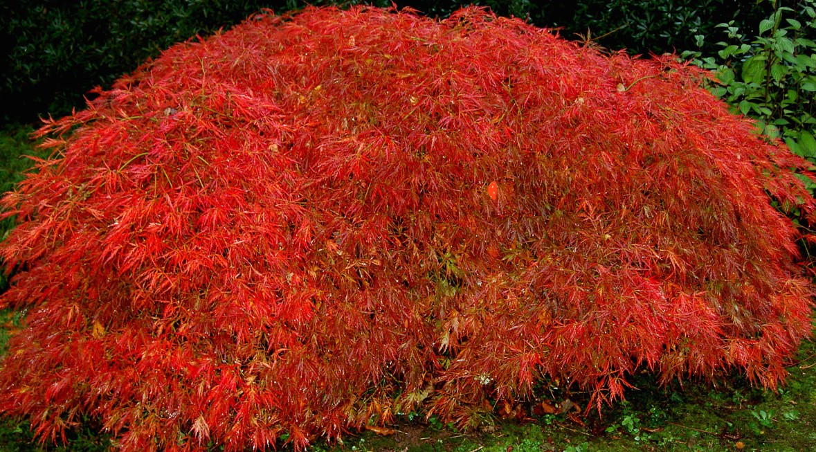 Acer Palmatum Dissectum ornatum
