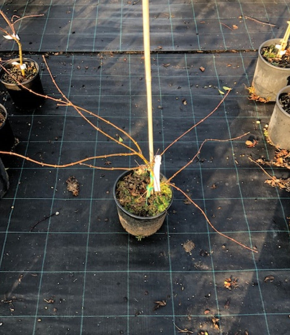 Acer Palmatum Dissectum ornatum vaso 19