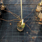 Acer Palmatum Dissectum ornatum vaso 19