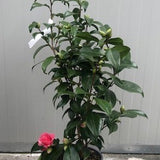 Camelia Japonica Tramonto vaso 19