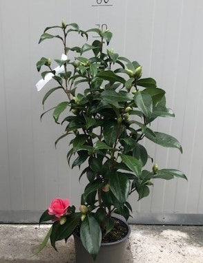 Camelia Japonica Tramonto vaso 19