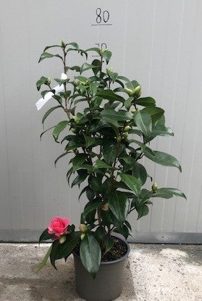Camelia Japonica Tramonto vaso 19