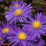 Aster dumosus Blauer Gletscher