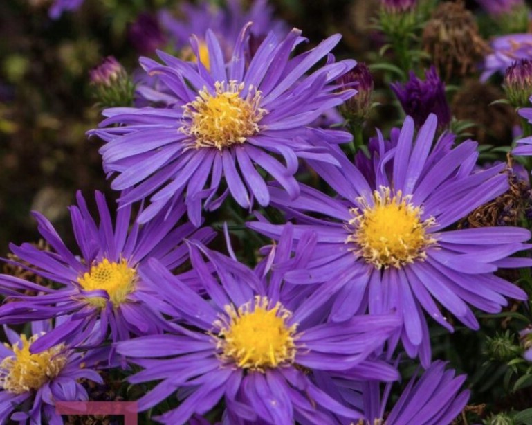 Aster dumosus Blauer Gletscher