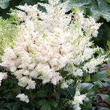 Astilbe Arendsii Astary White altezza a maturazione cm. 30