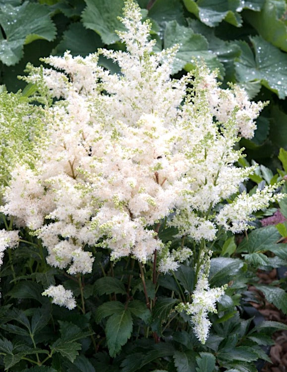 Astilbe Arendsii Astary White altezza a maturazione cm. 30