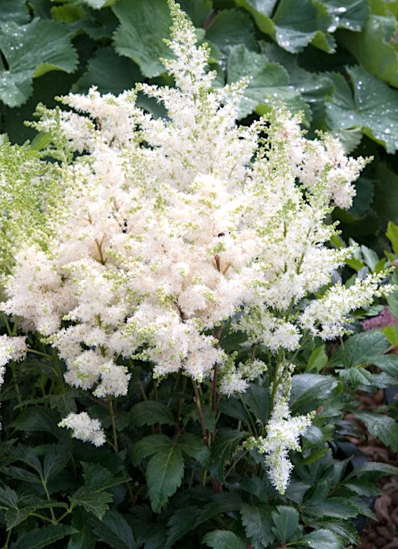 Astilbe Arendsii Astary White altezza a maturazione cm. 30
