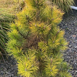 Pinus Nigra nana aurea cm. 50/70