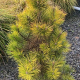 Pinus Nigra nana aurea cm. 50/70