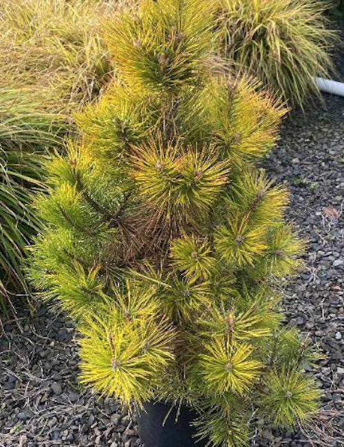 Pinus Nigra nana aurea cm. 50/70