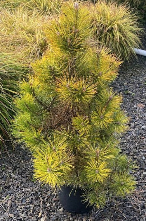 Pinus Nigra nana aurea cm. 50/70
