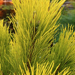 Pinus Nigra nana aurea cm. 50/70