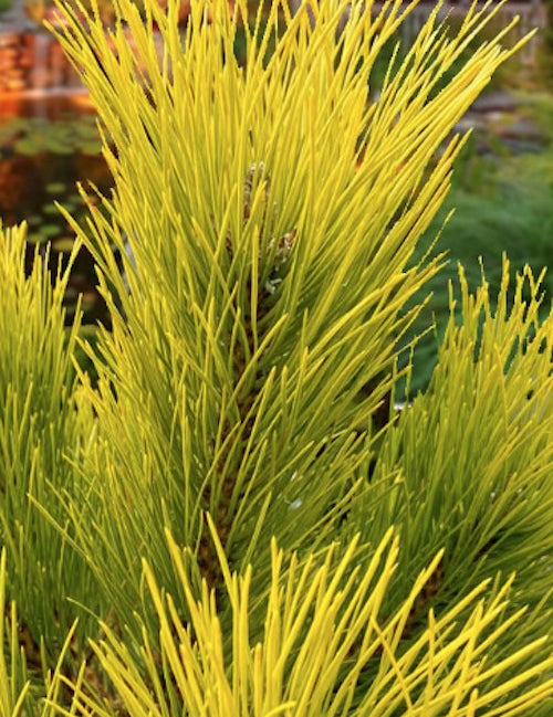 Pinus Nigra nana aurea cm. 50/70