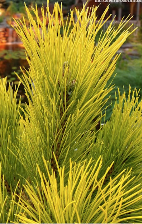Pinus Nigra nana aurea cm. 50/70