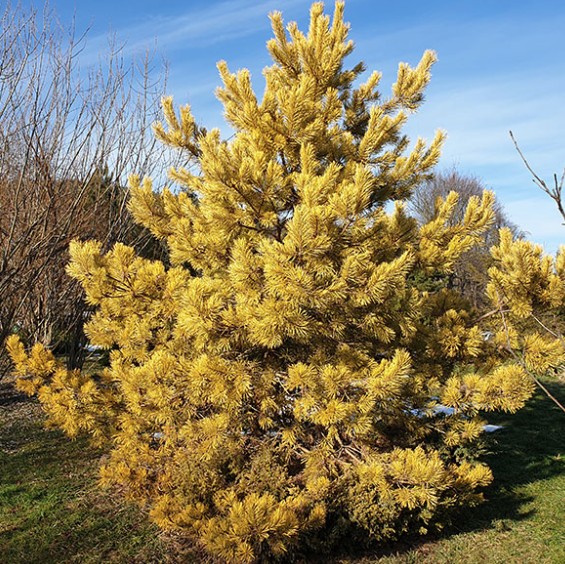 Pinus Nigra nana aurea cm. 50/70