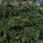 Taxus Baccata repandens cm. 40/60
