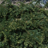 Taxus Baccata repandens cm. 40/60