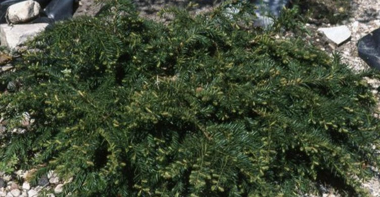 Taxus Baccata repandens cm. 40/60
