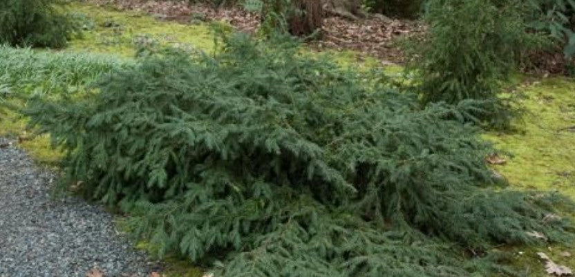 Taxus Baccata repandens cm. 40/60