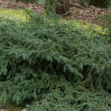 Taxus Baccata repandens cm. 40/60